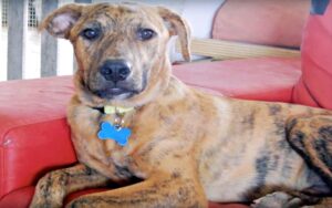 Un perro que yacía moribundo en el arcén fue rescatado por un amable transeúnte (vídeo)
