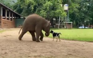 Es muy emocionante ver la amistad entre el elefante sociable y el perrito loco (vídeo)
