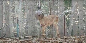 El hombre vio algo incomprensible en el bosque y resultó ser un ciervo en apuros