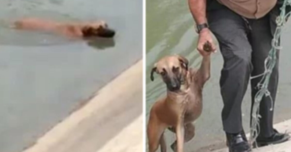 Un policía héroe salva a un perro de un peligroso canal, no se lo pensó ...