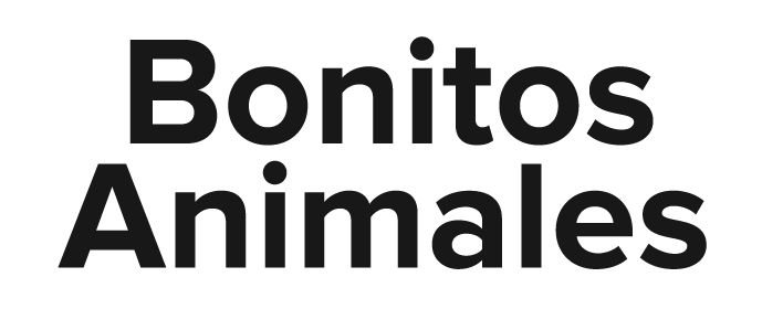 Bonitos Animales