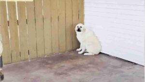 Una perrita ciega abandonada en la calle por su dueño, y ahora espera ayuda.