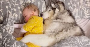 ¡Husky derrite corazones abrazando a sus hermanitas mientras duermen!