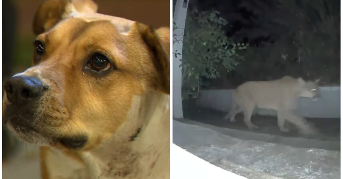Un perro heroico salva a su familia (VÍDEO).