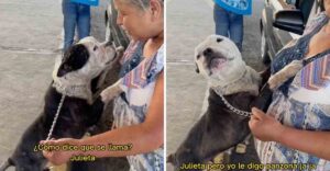 Cachorro que fue robado dos años antes se ha reunido con su dueño. Corrió a abrazarla y le dijo «No pierdas la esperanza».