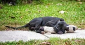 El perro fue encontrado acurrucado en la carretera por personas que se emocionaron hasta las lágrimas al ver las cosas de las que había estado rodeado.