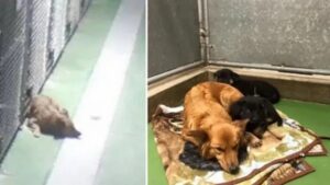 Una perrita salió de su jaula en plena noche para consolar a dos cachorros huérfanos que lloraban