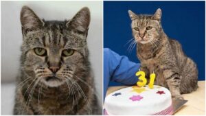 El gato más viejo del mundo sopla 31 velas
