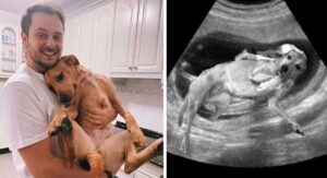 Un joven muestra «pruebas definitivas» de que su perro es su hija