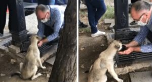 Un hombre da agua a un cachorro indigente juntando las manos