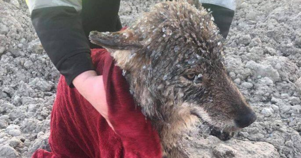 Trabajadores salvan a «perro» de lago helado, sólo para descubrir que es un lobo